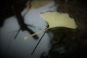 20161127171258344s (2)